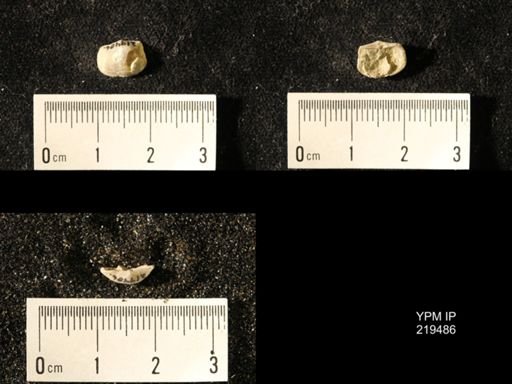 Chonetes granulifer