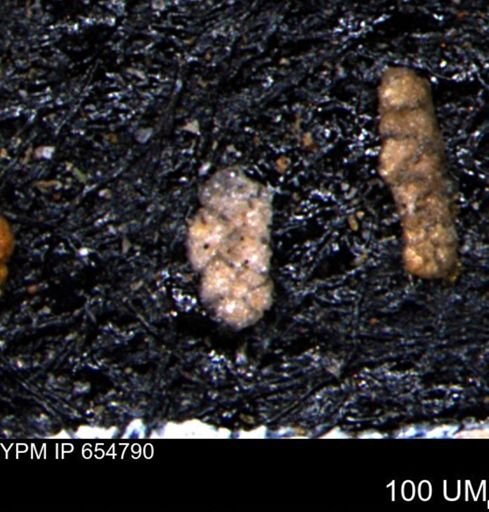 Ammobaculoides phaulus