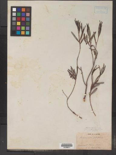 Andromeda glaucophylla