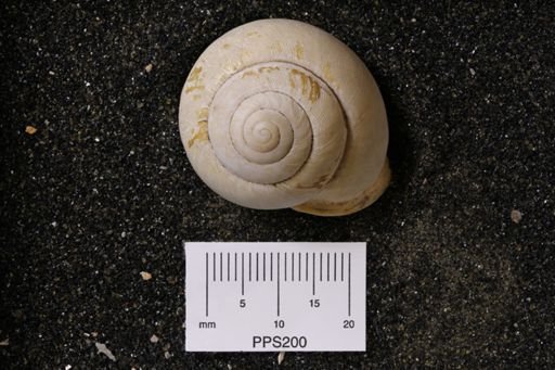 Helix sp.