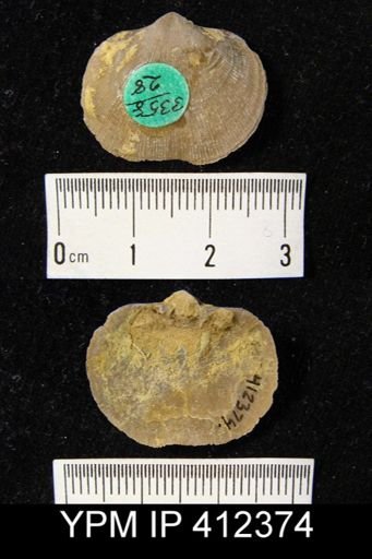 Schizophoria impressa