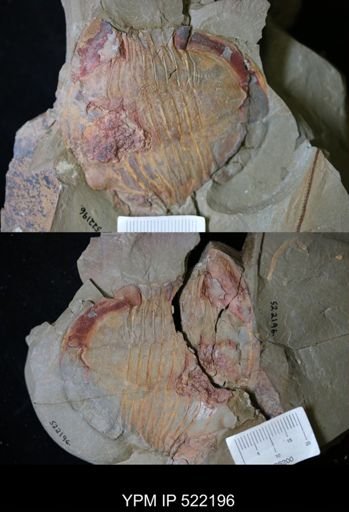 undet. Asaphidae