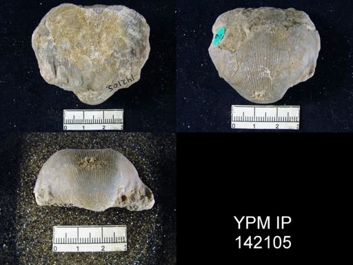 Linoproductus