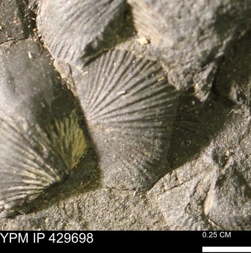 Devonochonetes sp.