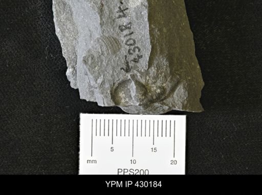 Porifera