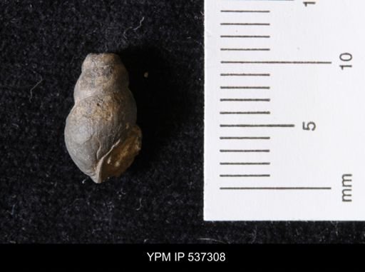 Goniobasis ortmanni