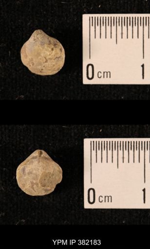 Ambocoelia planoconvexa