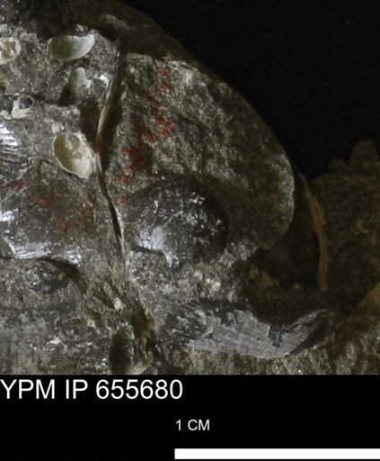 Oxytoma (Hypoxytoma) nebrascana