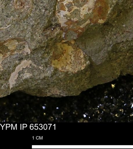 undet. Mollusca