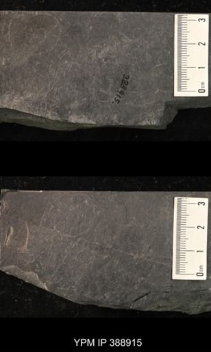 undet. Belostomatidae