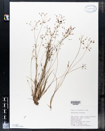 Fimbristylis autumnalis