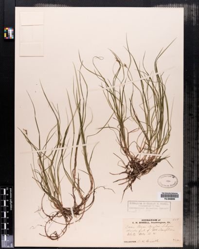 Plantae