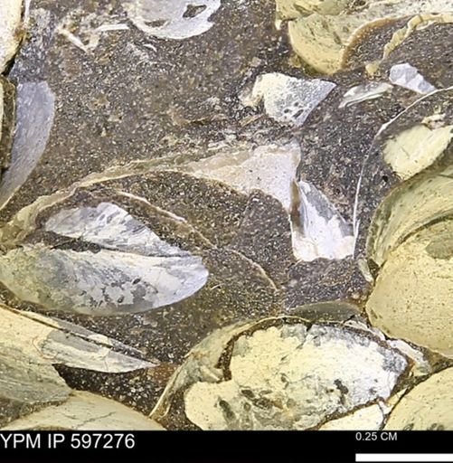Limopsis striatopunctatus