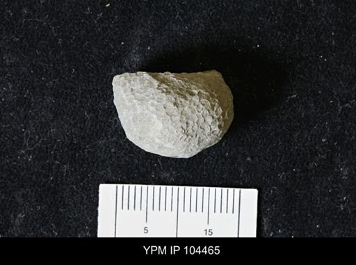 Favosites forbesi