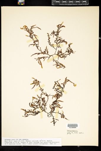 Sargassum