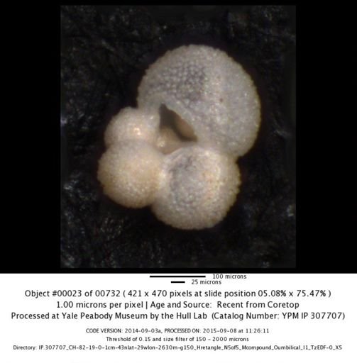 undet. Foraminiferida