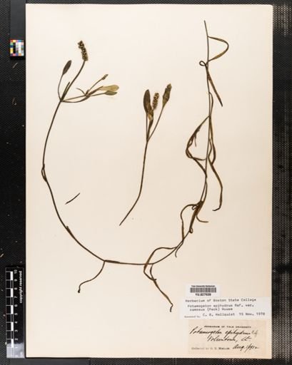 Potamogeton epihydrus