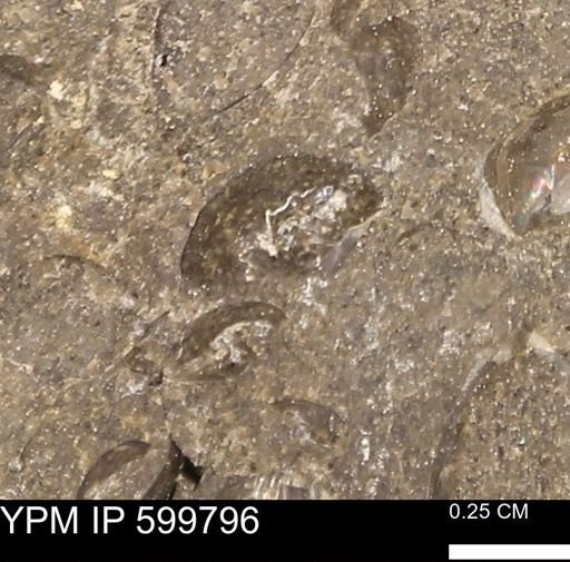 Protocardia subquadrata
