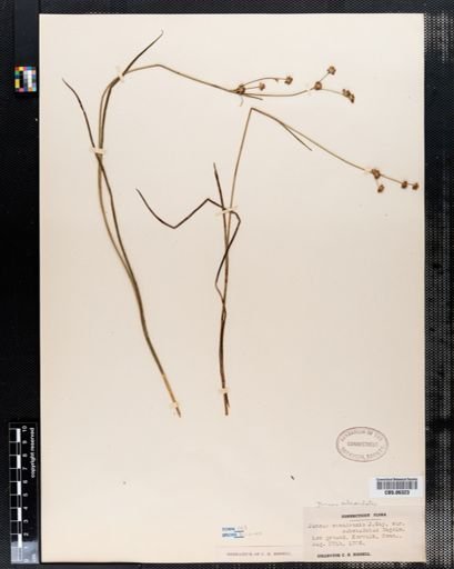 Juncus subcaudatus