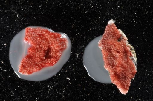 Bryozoa