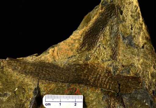 Colpodexylon deatsii