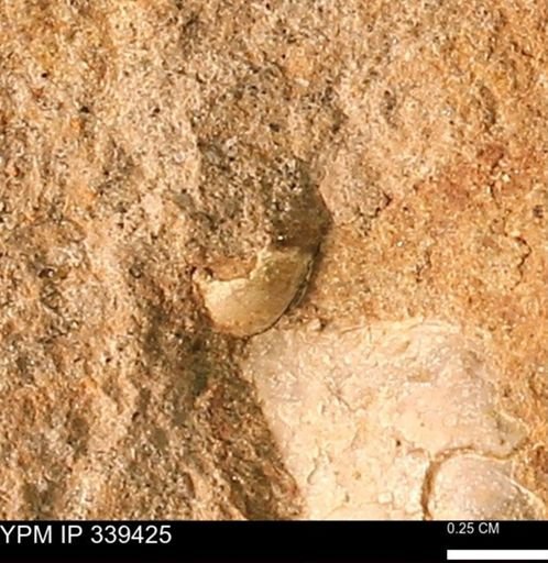 undet. Mollusca
