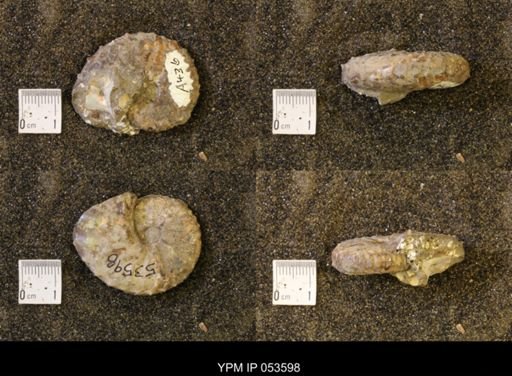 Discoscaphites conradi