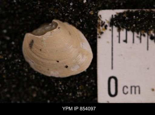 Limopsis striatopunctatus