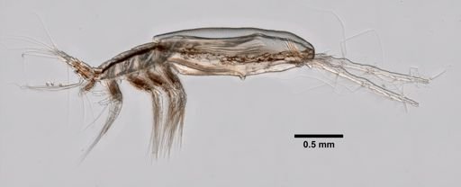 Monstrilla