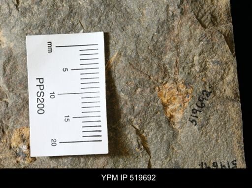 undet. Eocrinoidea