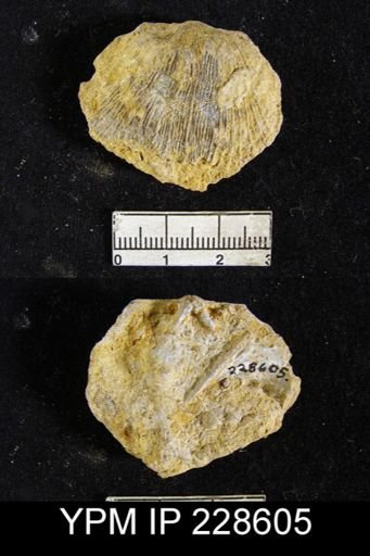 Derbya deercreekensis
