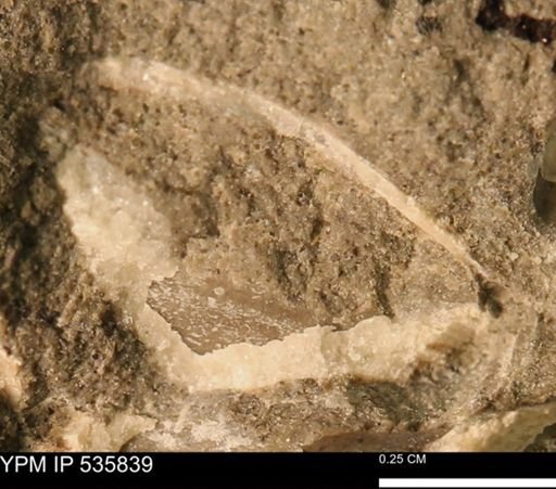 Limopsis striatopunctatus