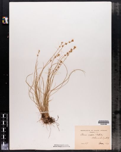Carex rosea