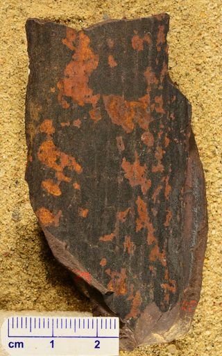 Lepidodendron sp.
