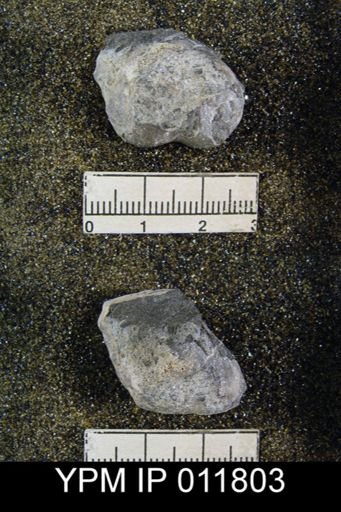 Marginifera sublaevis