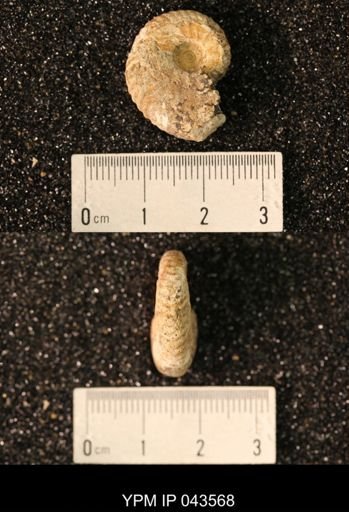 Hoploscaphites nicolletii