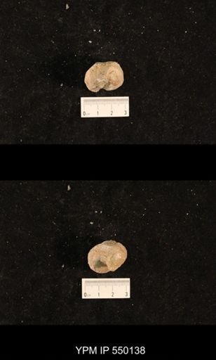 Bellerophon capax