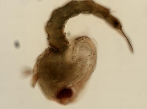 Anopheles