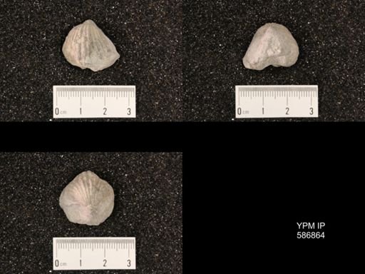 Rhynchotrema capax