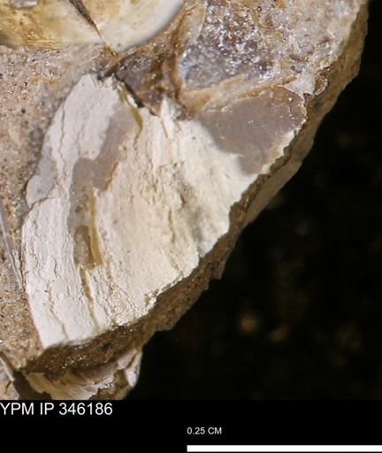 Limopsis striatopunctatus