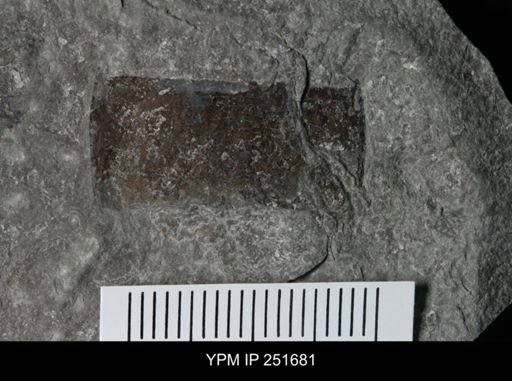 Eurypterus sp.