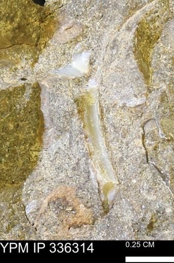 undet. Bivalvia