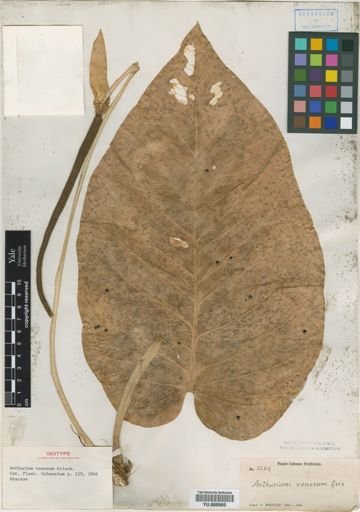 Anthurium venosum