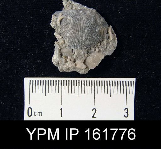 Schuchertella subplana