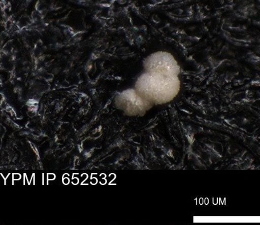 undet. Foraminiferida