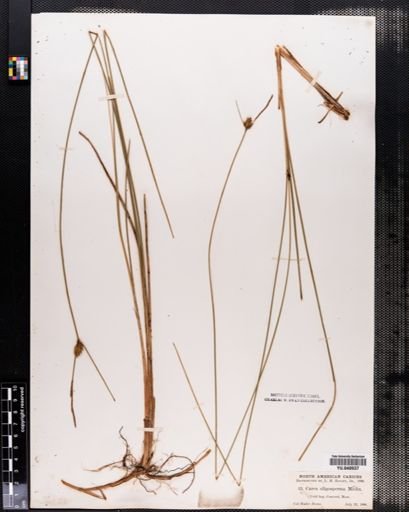 Carex oligosperma