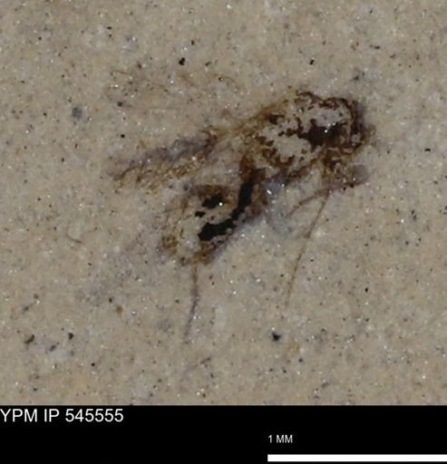 undet. Insecta