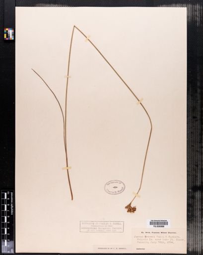 Juncus