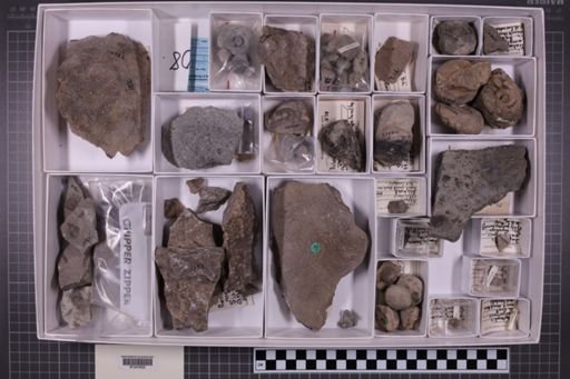 mixed taxa, stratigraphic collection