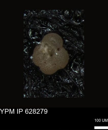 undet. Foraminiferida
